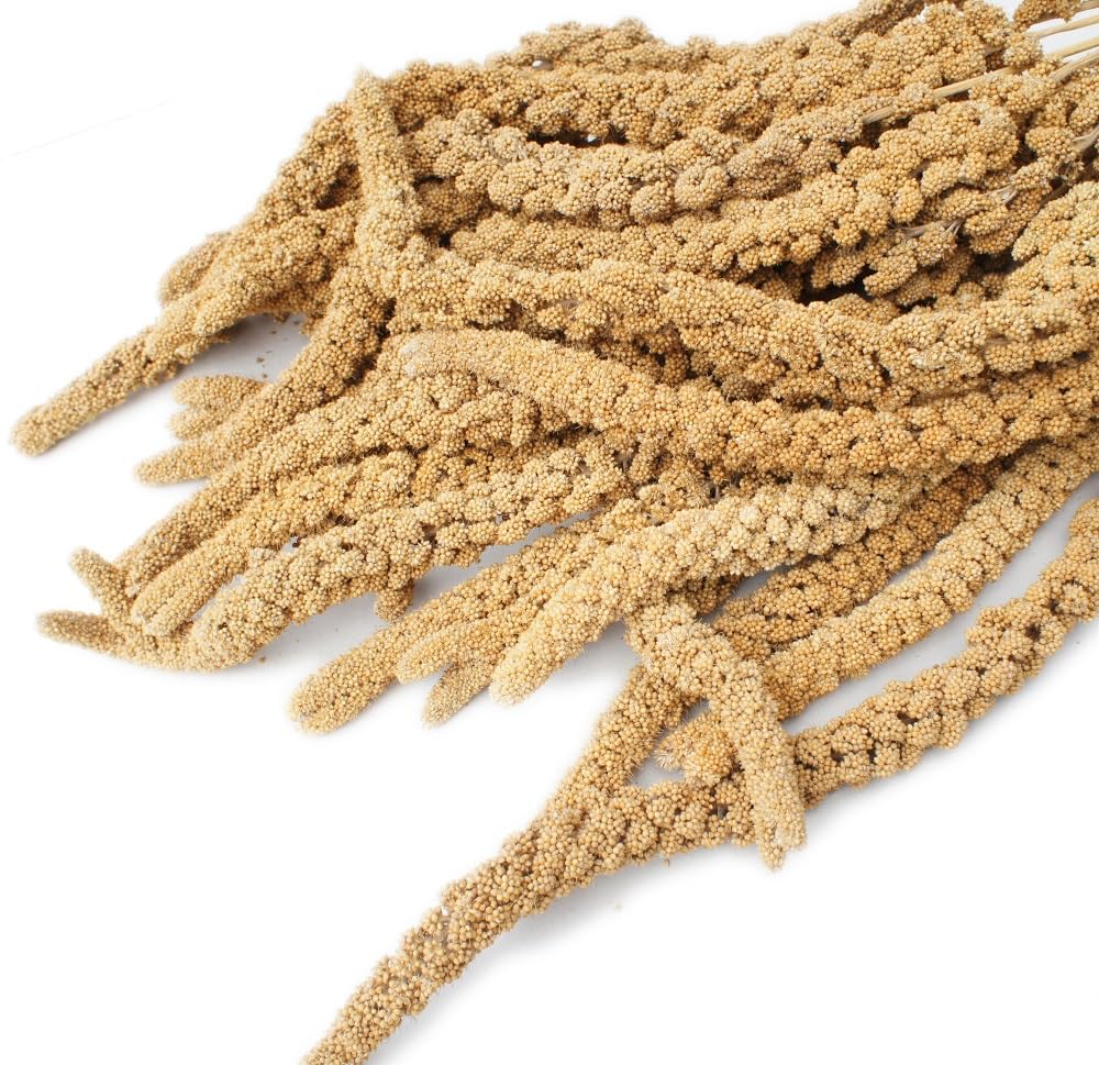 無農薬フランス産赤粟穂 100g | 2024年度産 - とりきち横丁 フランス